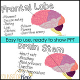 Parts of the Brain Classroom Guidance Lesson & Brain Centers