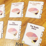 Parts of the Brain Classroom Guidance Lesson & Brain Centers