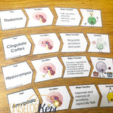 Parts of the Brain Classroom Guidance Lesson & Brain Centers